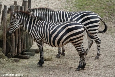 Grant-Zebras (Equus quagga boehmi)