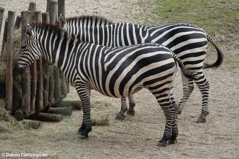 Equus quagga boehmi