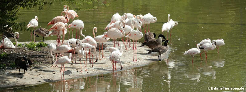 Zwergflamingos (Phoenicopterus minor)