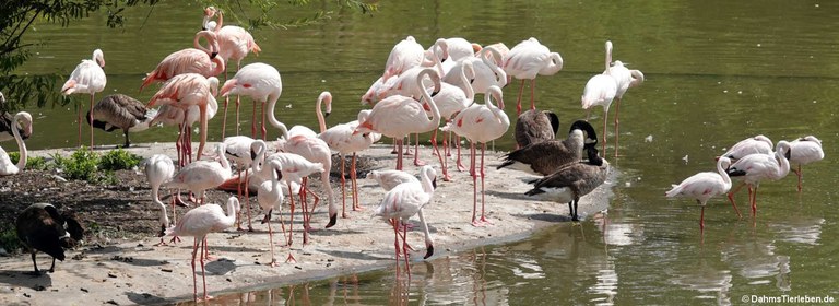 Flamingos