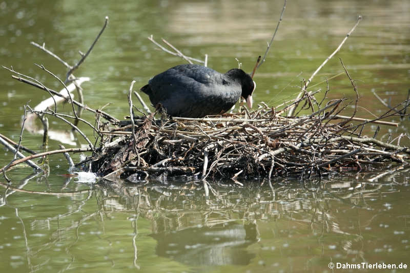 Blässralle (Fulica atra atra)