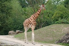 Rothschildgiraffe (Giraffa camelopardalis rothschildi) im Zoom Gelsenkirchen