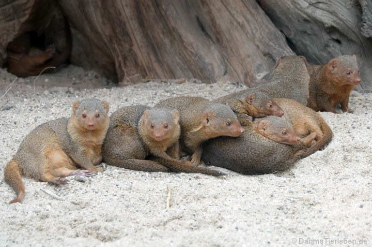 Helogale parvula undulata