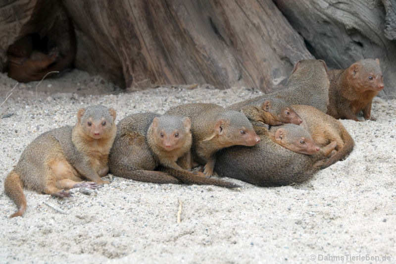 Helogale parvula undulata