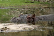 Flusspferd (Hippopotamus amphibius) im Zoom Gelsenkirchen