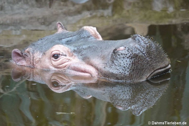 Hippopotamus amphibius