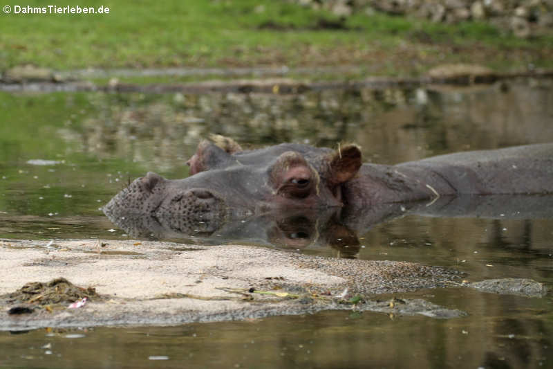 Hippopotamus amphibius