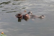 Flusspferd (Hippopotamus amphibius) im Zoom Gelsenkirchen