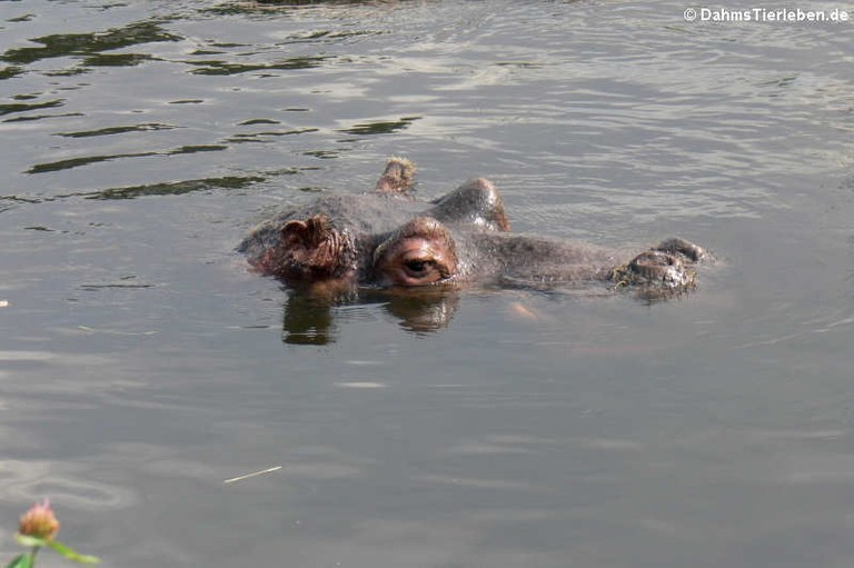 Hippopotamus amphibius