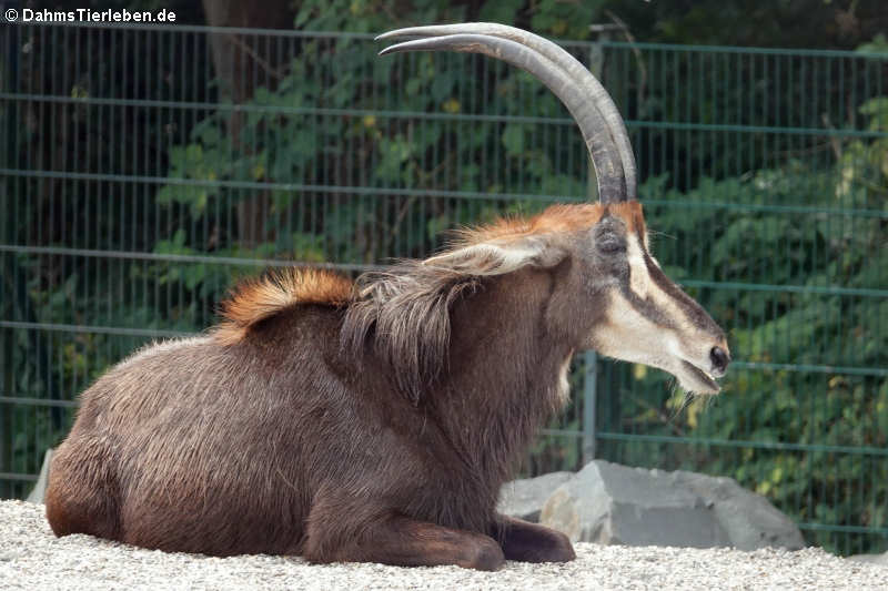 Rappenantilope (Hippotragus niger)