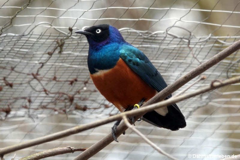 Dreifarben-Glanzstar
(Lamprotornis superbus) Lamprotornis superbus