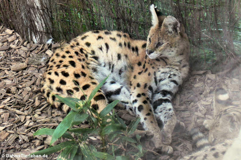 Serval (Leptailurus serval)