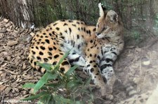 Serval (Leptailurus serval) in der Zoom Erlebniswelt Gelsenkirchen