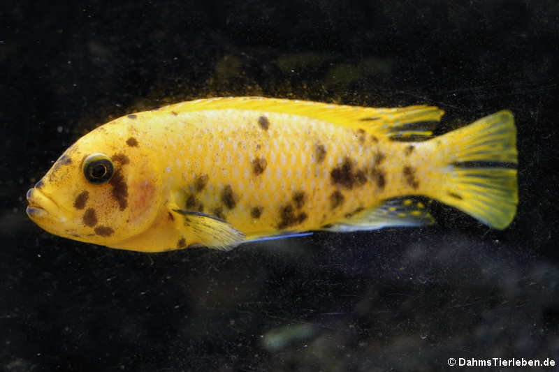 Blauer Malawibuntbarsch (Maylandia zebra)