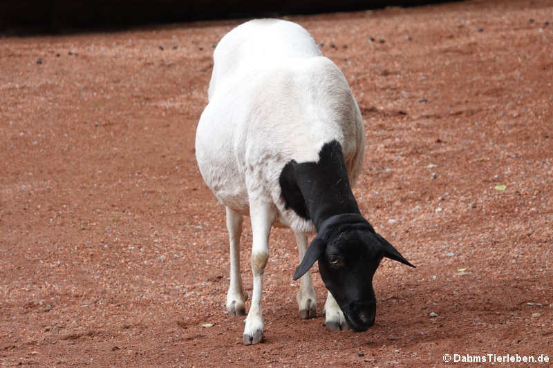 Somali-Schaf Somali-Schaf-5