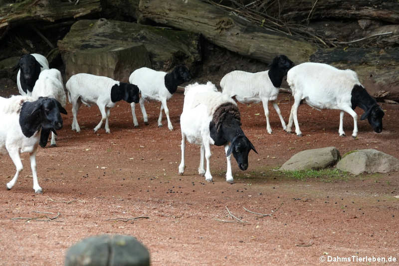 Somali-Schafe Somali-Schaf-4