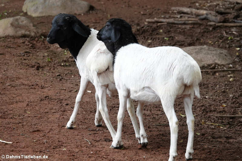 Somalischafe (Ovis ammon f. aries)