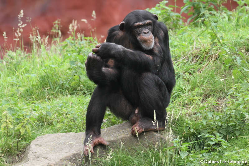 Westlicher Schimpanse (Pan troglodytes verus)
