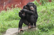 Westafrikanischer Schimpanse (Pan troglodytes verus) in der Zoom Erlebniswelt Gelsenkirchen