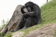 Westafrikanischer Schimpanse (Pan troglodytes verus) in der Zoom Erlebniswelt Gelsenkirchen