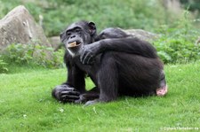 Westafrikanischer Schimpanse (Pan troglodytes verus) in der Zoom Erlebniswelt Gelsenkirchen