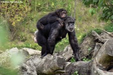 Westafrikanischer Schimpanse (Pan troglodytes verus) in der Zoom Erlebniswelt Gelsenkirchen