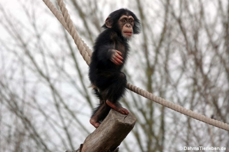 Junger Westlicher Schimpanse
(Pan troglodytes verus) Pan troglodytes verus-1