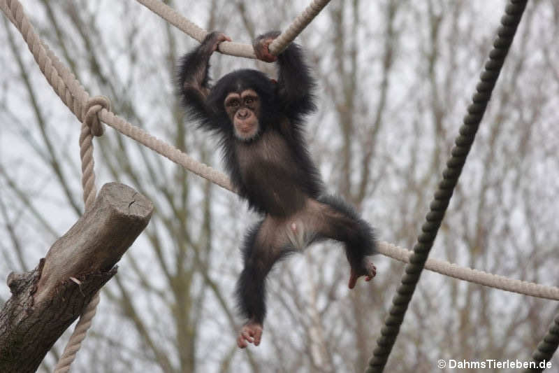 Junger Westlicher Schimpanse
(Pan troglodytes verus) Pan troglodytes verus-2