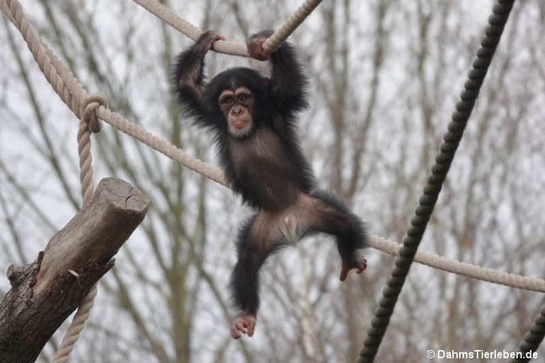 Pan troglodytes verus