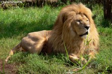 Löwe (Panthera leo)  in der Zoom Erlebniswelt Gelsenkirchen