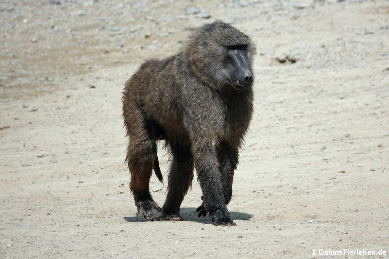 Anubis-Pavian Papio anubis-2