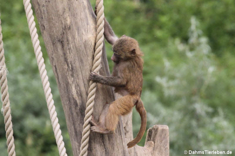 Junger Anubis-Pavian Papio anubis-3