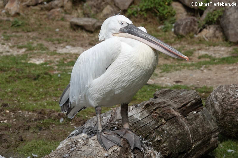 Rötelpelikan (Pelecanus rufescens)