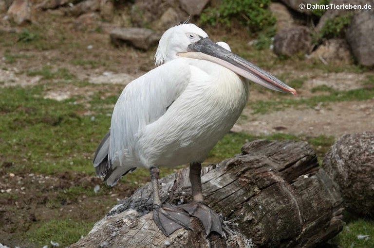 Pelecanus rufescens