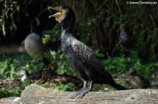 Großer Kormoran (Phalacrocorax carbo sinensis) im Zoom Gelsenkirchen