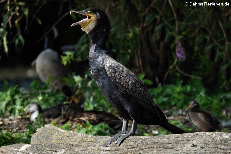 Kormoran (Phalacrocorax carbo sinensis)