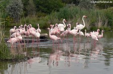 Zwergflamingos (Phoenicopterus minor) im Zoom Gelsenkirchen