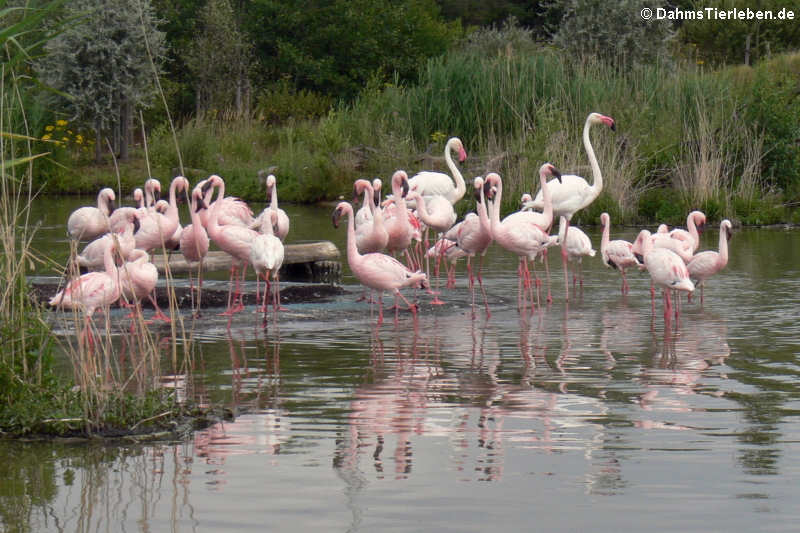 Zwergflamingos (Phoenicopterus minor)