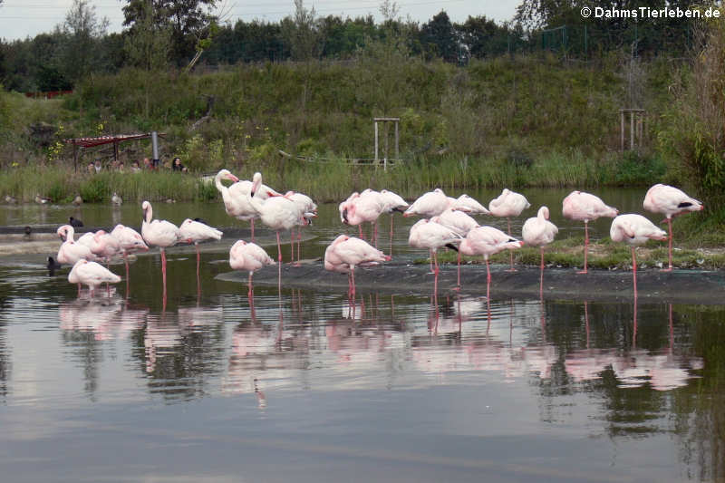 Phoenicopterus minor