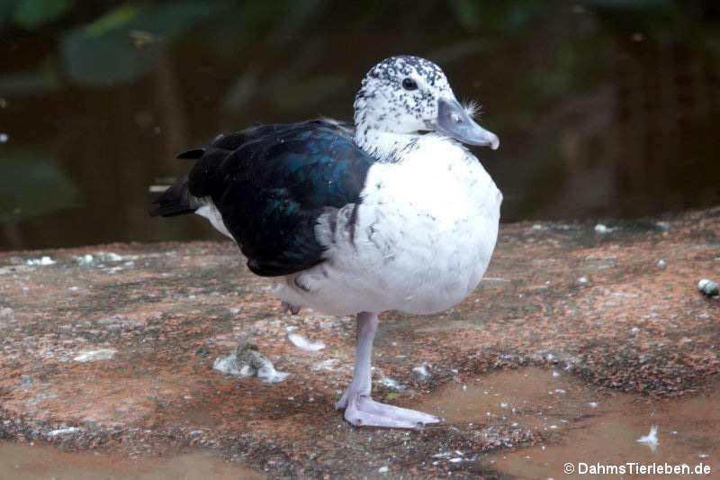 Sarkidiornis melanotos-5