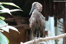 Hammerkopf (Scopus umbretta) in der Zoom Erlebniswelt Gelsenkirchen