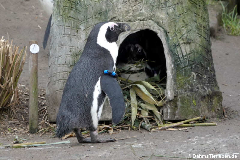 Brillenpinguine
(Sphenisus demersus) Sphenisus demersus