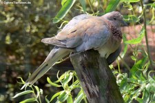 Palmtaube (Streptopelia senegalensis), Zoom Gelsenkirchen