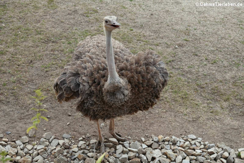 Nordafrikanischer Rothalsstrauß (Struthio camelus camelus)