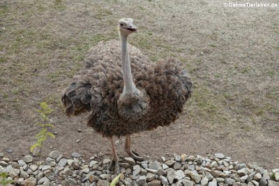 Nordafrikanischer Rothalsstrauß (Struthio camelus camelus)