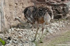 Nordafrikanischer Strauß (Struthio camelus camelus) in der Zoom Erlebniswelt Gelsenkirchen