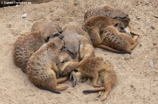 Erdmännchen (Suricata suricatta) im Zoom Gelsenkirchen