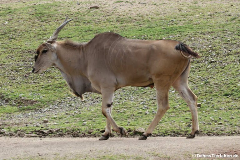 Taurotragus oryx