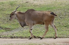 Elenantilope (Taurotragus oryx) im Zoom Gelsenkirchen