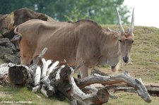 Elenantilope (Taurotragus oryx) im Zoom Gelsenkirchen